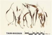 藏品(小金髮苔屬)的圖片